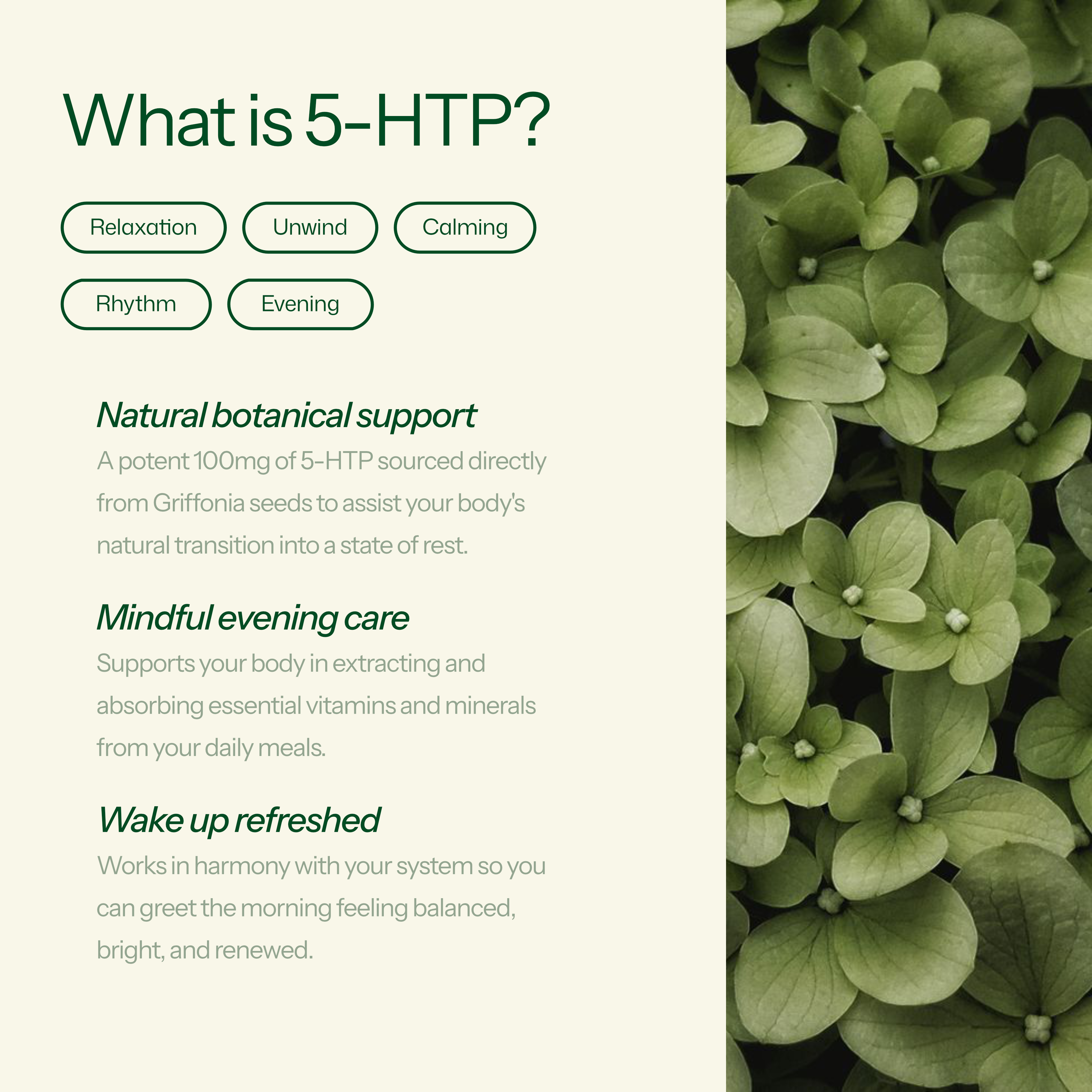 Bedtime 5-HTP Griffonia Seed