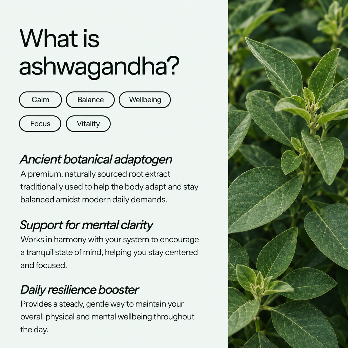 Wellness Ashwagandha
