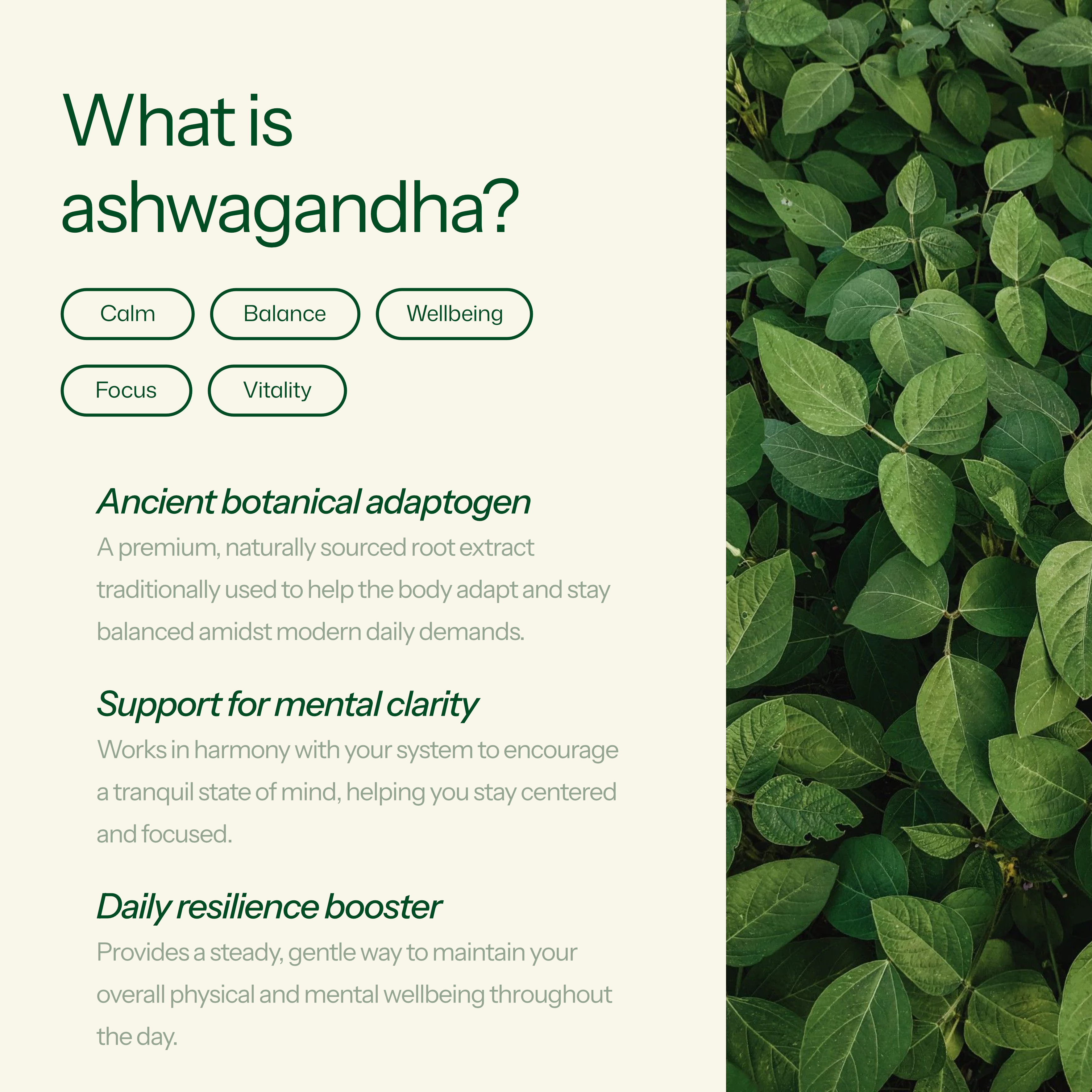 Wellness Ashwagandha 