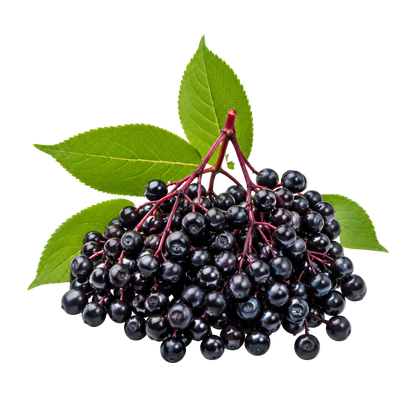 Elderberry